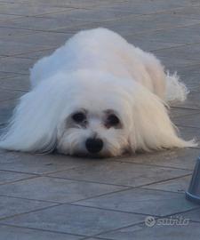 Maltese