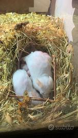 Topi bianchi ( mus musculus)