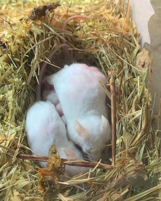 Topi bianchi ( mus musculus)