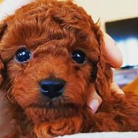 Barboncini figli di 2 TOYi con pedigree enci