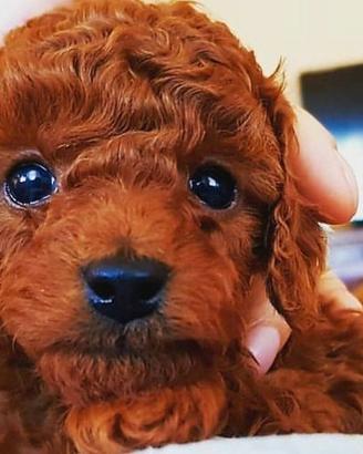 Barboncini figli di 2 TOYi con pedigree enci