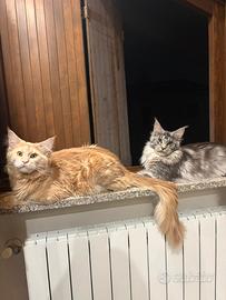 Maine coon maschi per monta