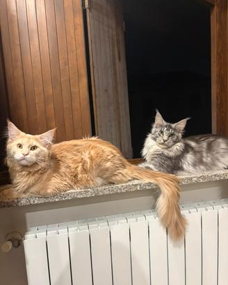 Maine coon maschi per monta