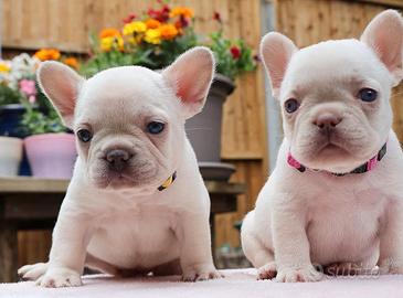 Bulldog francese cuccioli