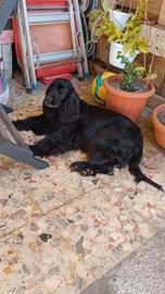 Cocker spaniel inglese