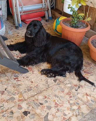 Cocker spaniel inglese