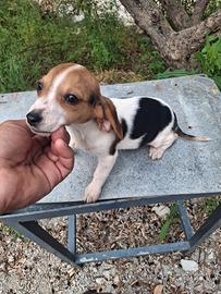Beagle segugi bassotto