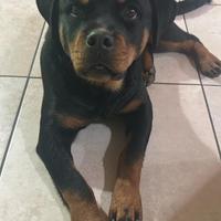 ROTTWEILER con Pedigree 350 euro trattabile