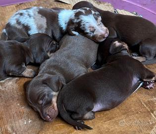 Cuccioli di bassotto nano con pedigree ENCI