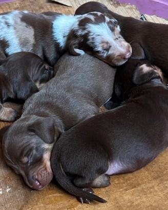 Cuccioli di bassotto nano con pedigree ENCI