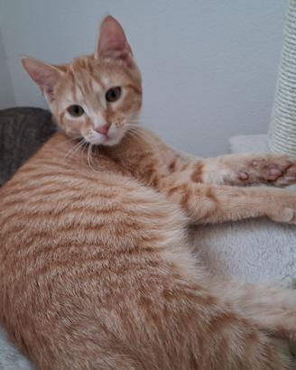 Gatti anziani di 14 settimane