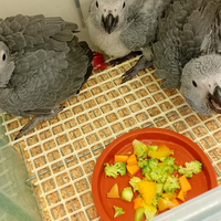 Cenerino coda rossa baby