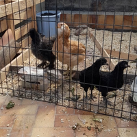 2 pulcinotti olive egger