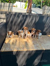 Jack russel