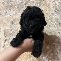 Maschietto barboncino