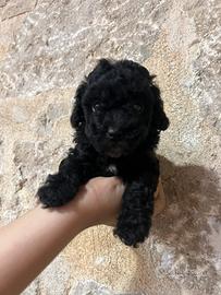 Maschietto barboncino