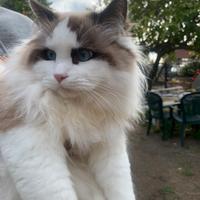 Ragdoll da riproduzione maschio