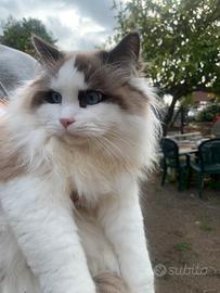 Ragdoll da riproduzione maschio