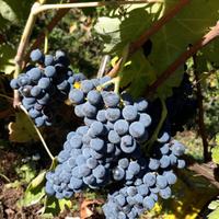 aglianico di taurasi