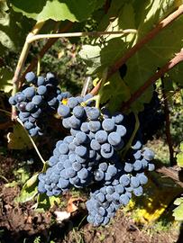 aglianico di taurasi