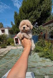 Maltipoo nano