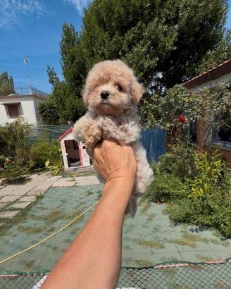 Maltipoo nano