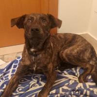 Cucciolo 8 mesi da affidare con urgenza