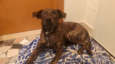 Cucciolo 8 mesi da affidare con urgenza