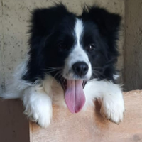 Border collie