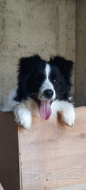 Border collie