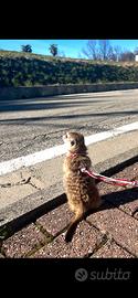 Suricata