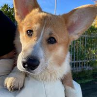 Cucciolo di Corgi con pedigree