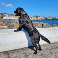 Labrador Retriever con Pedigree Enci per monta