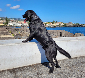 Labrador Retriever con Pedigree Enci per monta