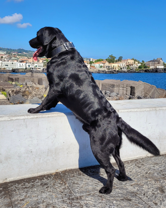 Labrador Retriever con Pedigree Enci per monta