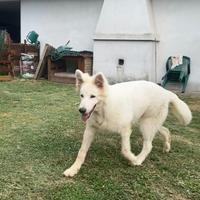 Pastore tedesco svizzero bianco