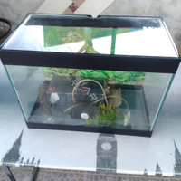 Acquario