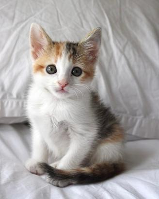 Gattina incrocio siberiano 2 mesi dolcissima