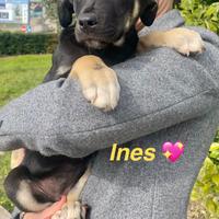 Cucciole cane femmina con vaccino