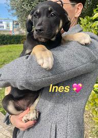 Cucciole cane femmina con vaccino