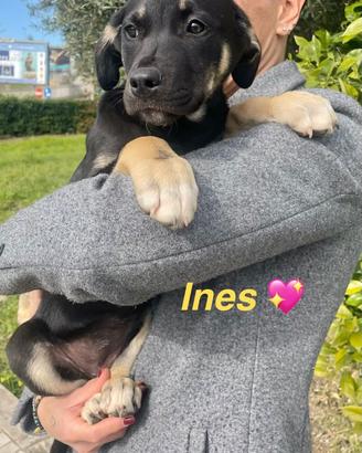 Cucciole cane femmina con vaccino