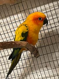 Pappagallo Conuro del sole