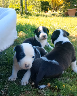 Cuccioli amstaff