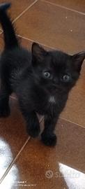 Gattina