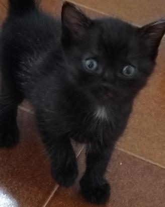 Gattina