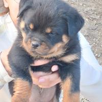 Rottweiler cuccioli