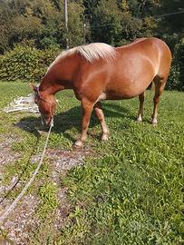 Cavalla