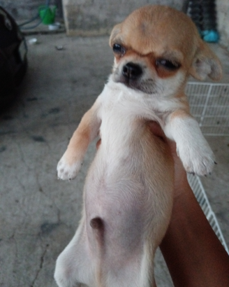 Chihuahua