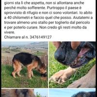 Cagnolino in adozione
