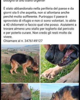 Cagnolino in adozione
